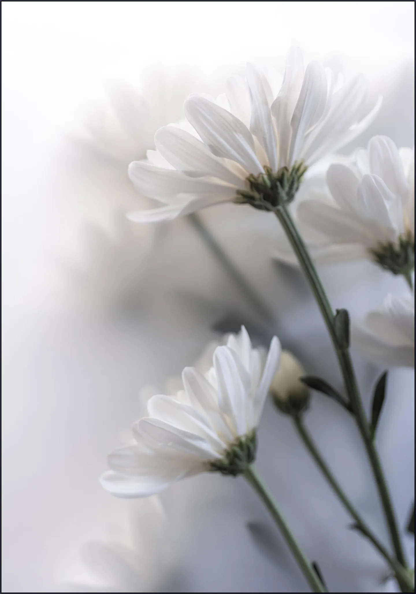 Blurred Flowers 7