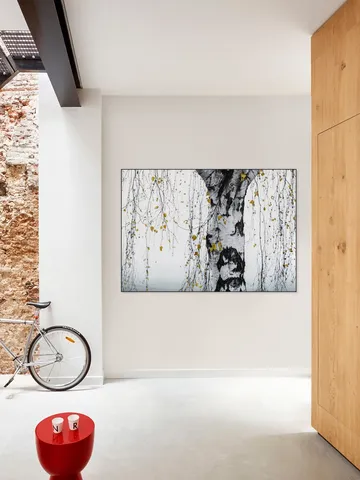Birch Tree