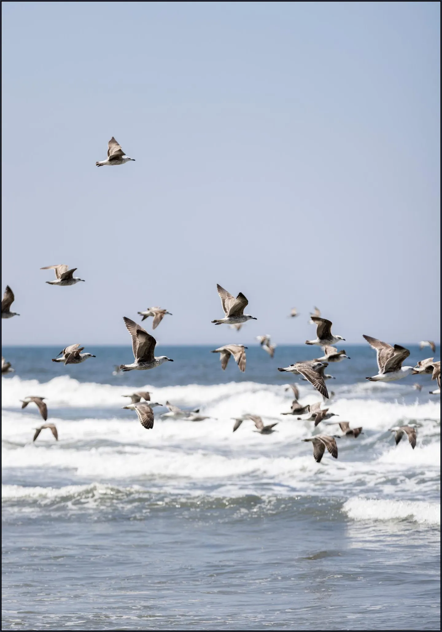 Birds and the Sea 2