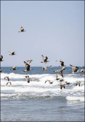 Birds and the Sea 2