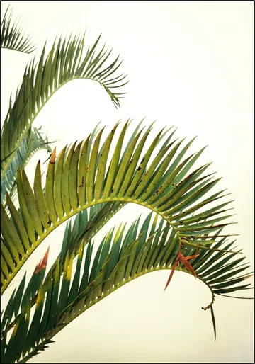 Naples Green