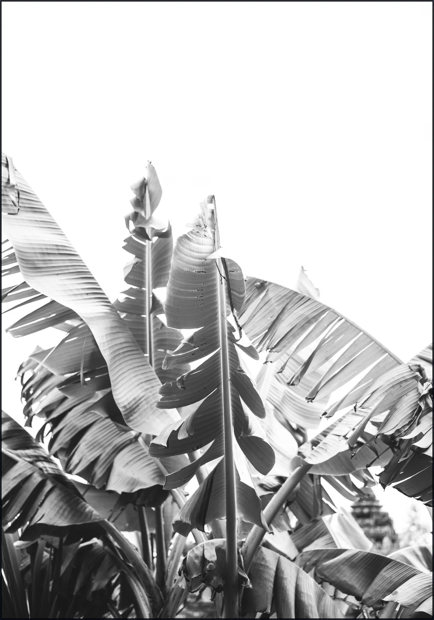 Banana Tree