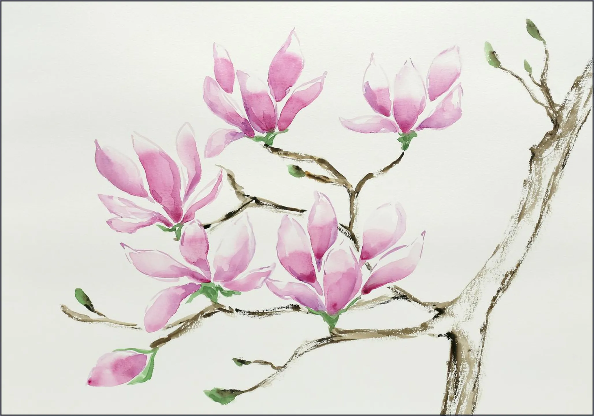 Magnolia in Bloom