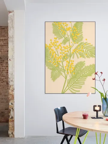Mimosa