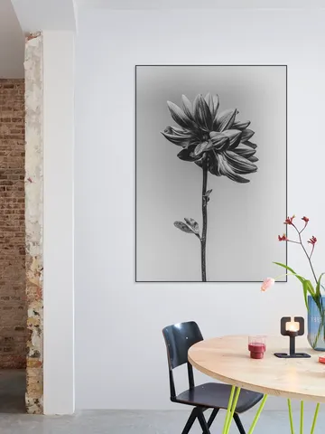 Dahlia