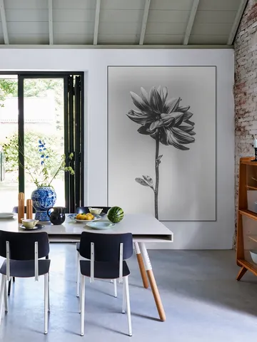 Dahlia