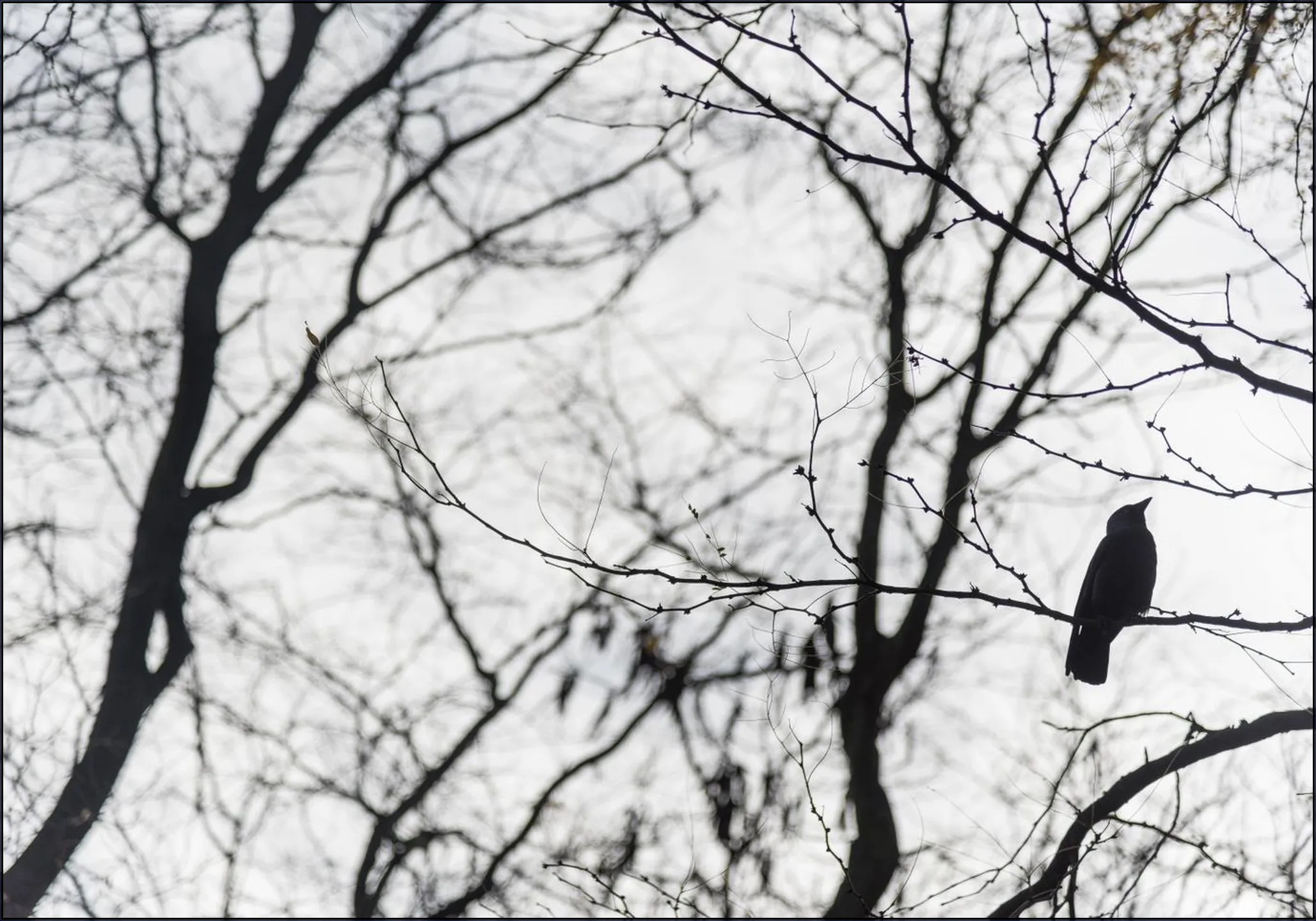Birds in a Tree