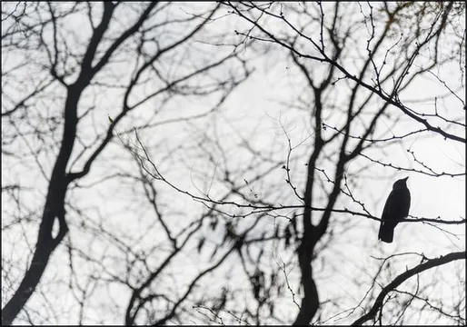 Birds in a Tree