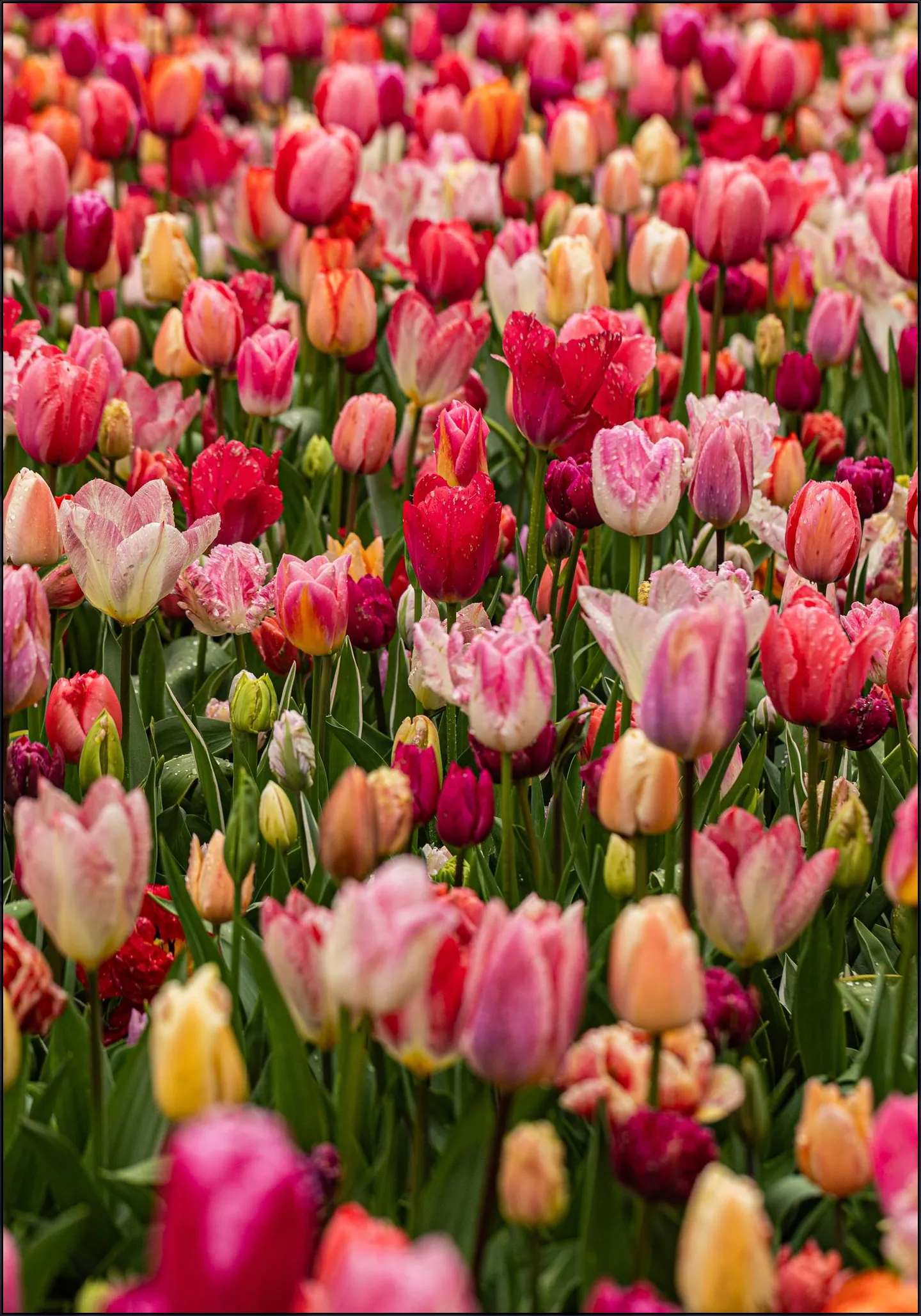 Keukenhof