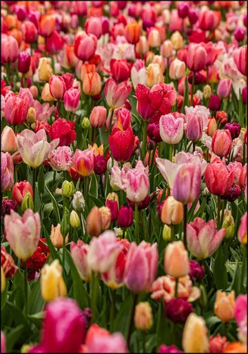 Keukenhof
