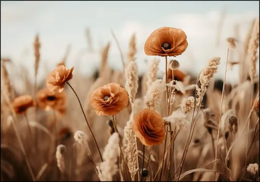 Orange Poppy Field