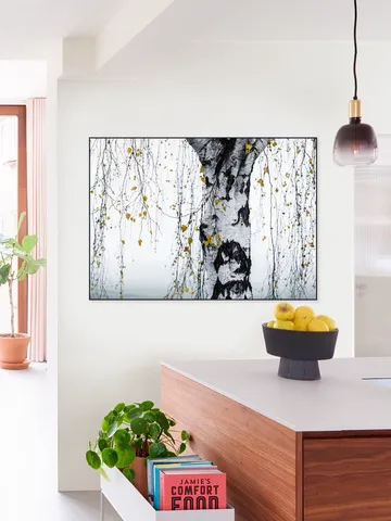 Birch Tree