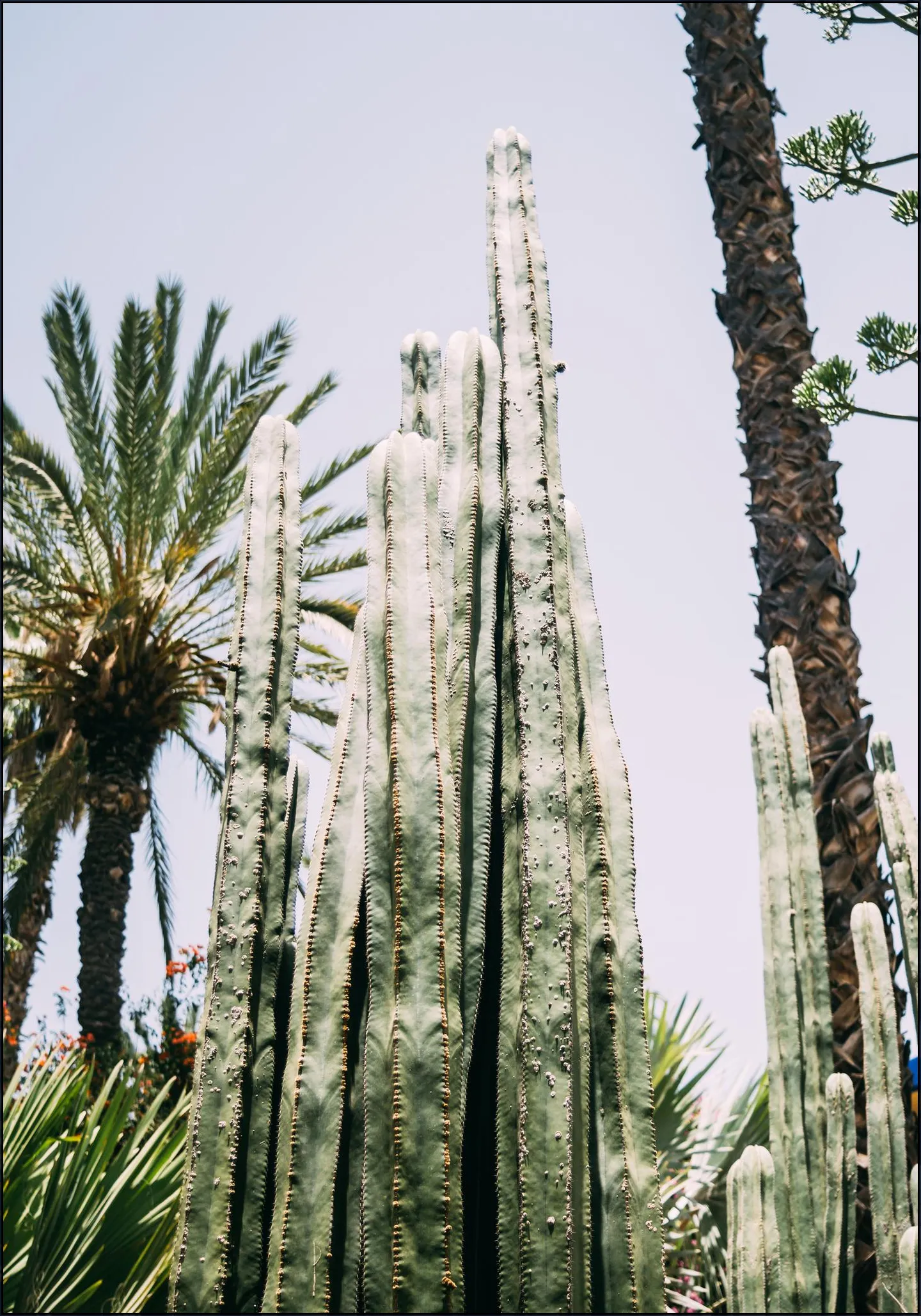 Palmeraie Cactus