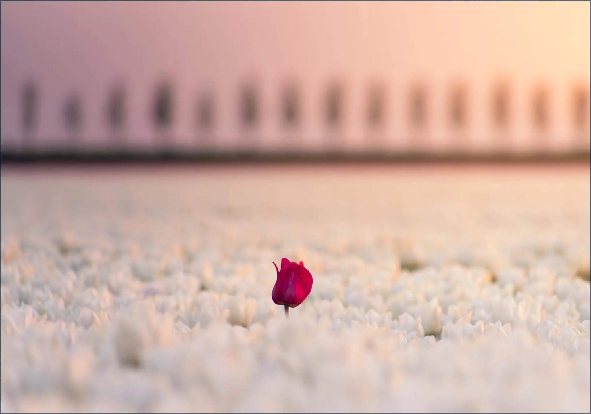 The One that Stands Apart
