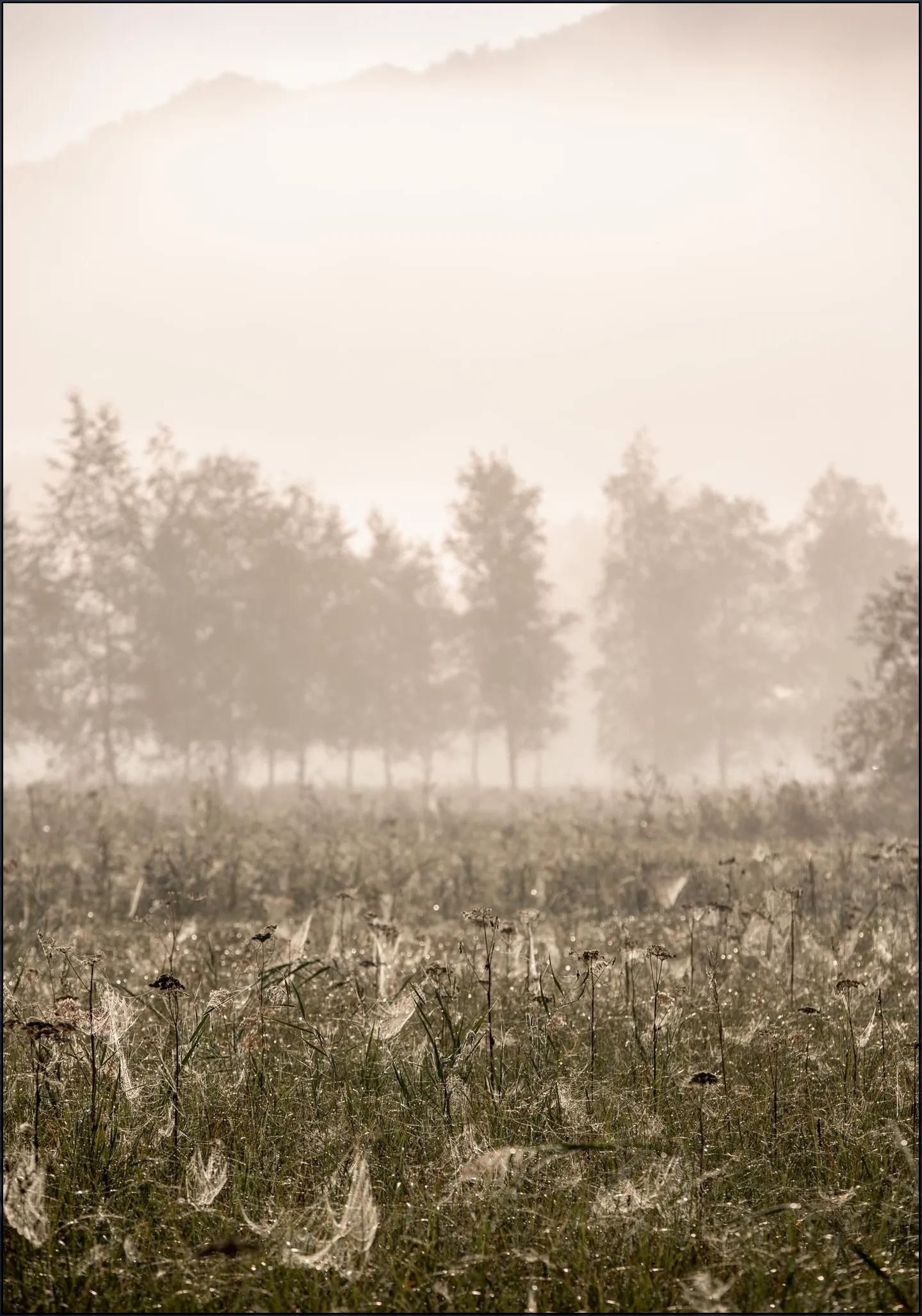 Foggy Morning