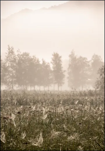 Foggy Morning