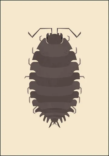 Woodlouse