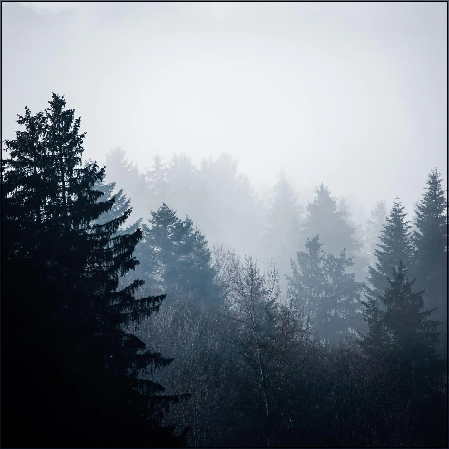 Woods 7