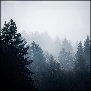 Woods 7