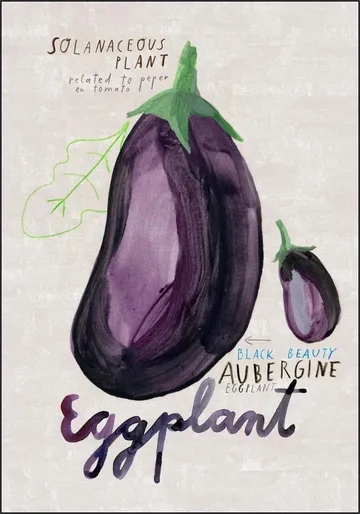 Eggplant