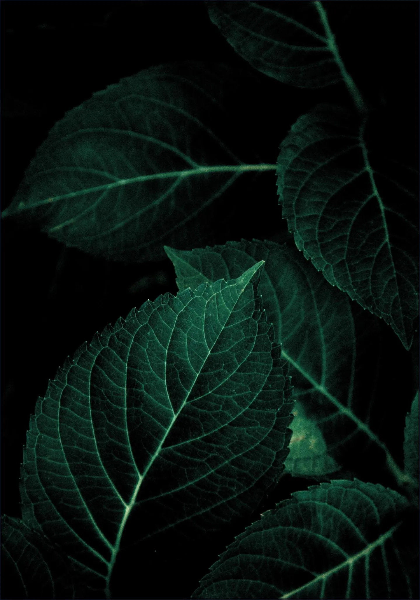 Dark Leaves