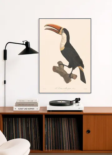 Le Toucan a Collier Jaune