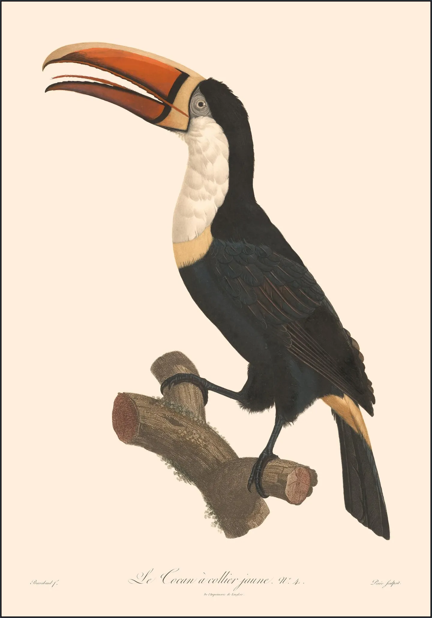 Le Toucan a Collier Jaune