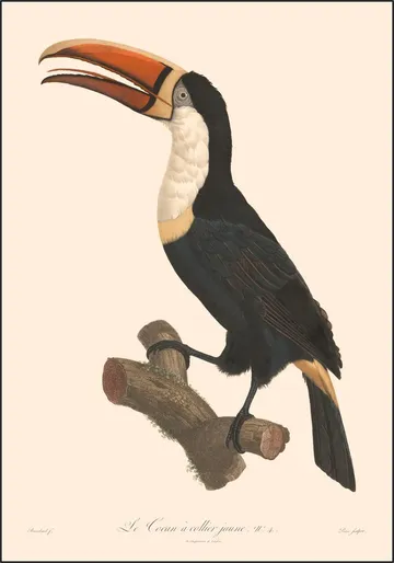 Le Toucan a Collier Jaune