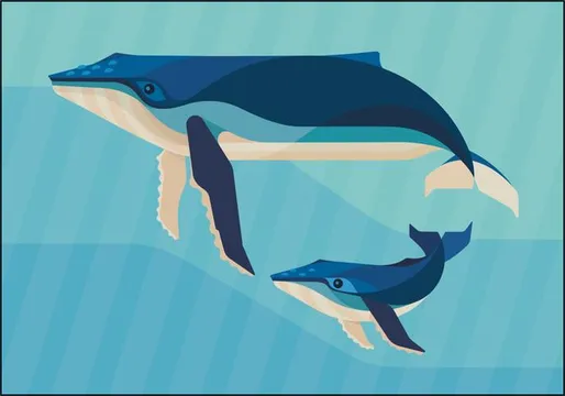 Humpback Whale