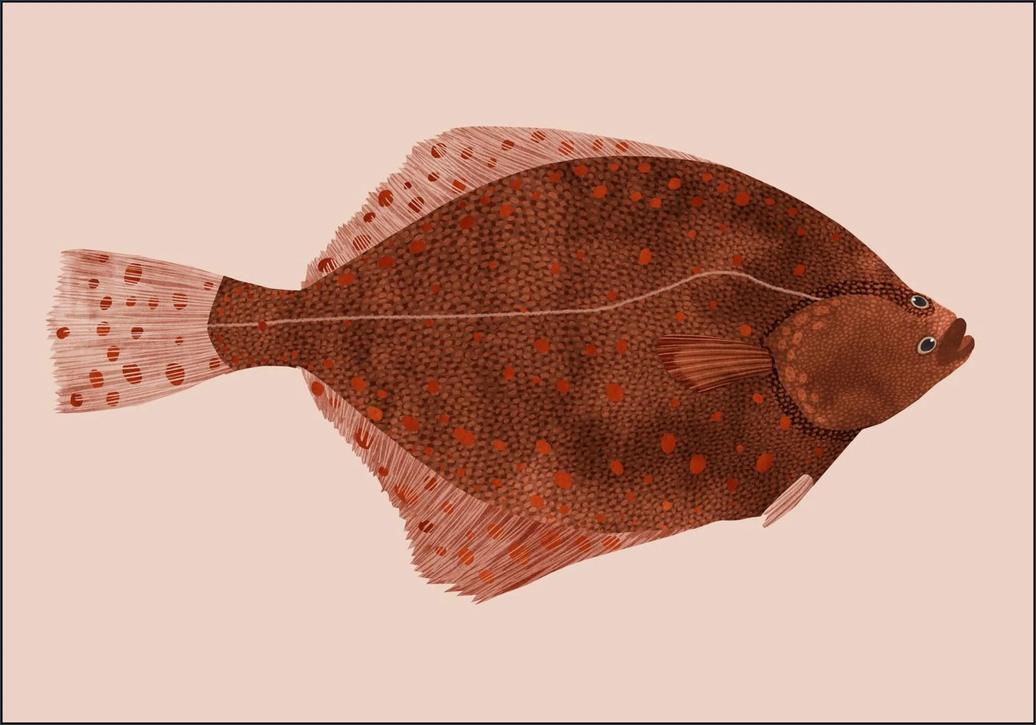 Plaice