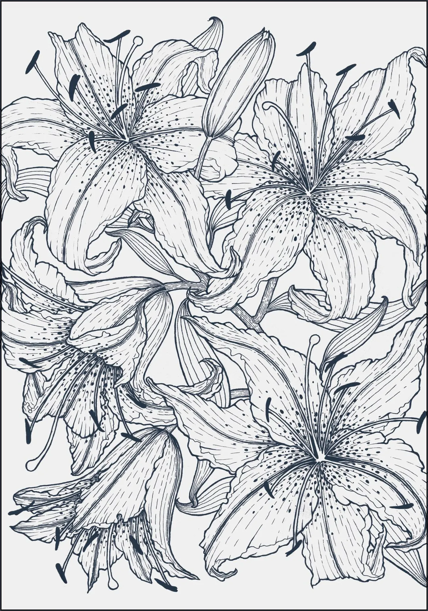 Lilies Grey