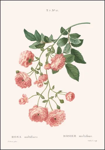 Rosa Multiflora