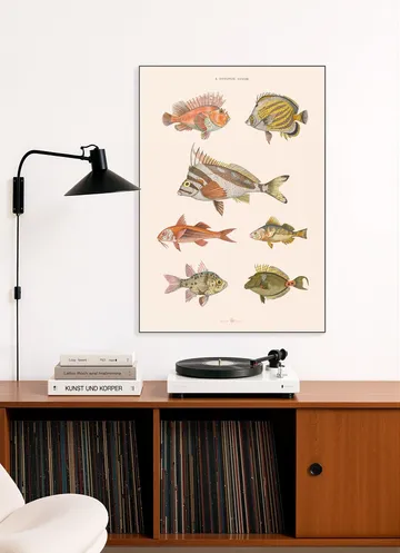 Zoologie XXXXIIII - Poissons