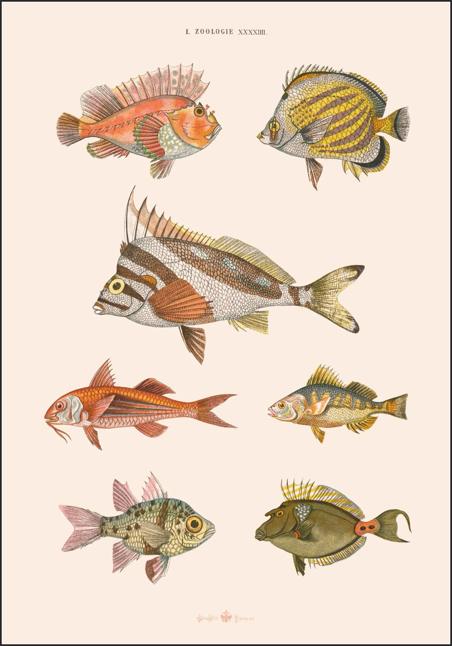 Zoologie XXXXIIII - Poissons