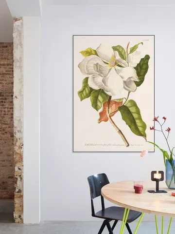 Magnolia