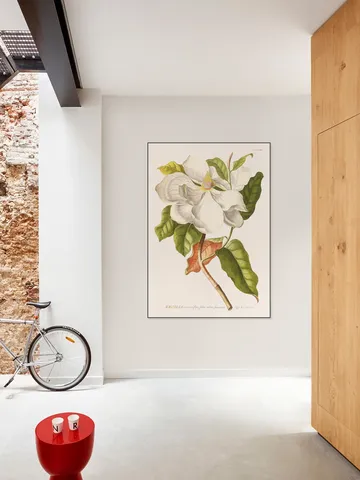 Magnolia