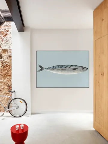 Mackerel