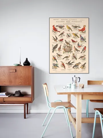 Oiseaux - Passereaux