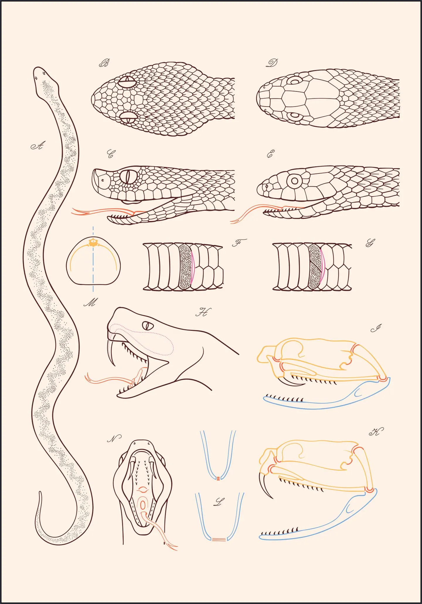 Serpent - Anatomie