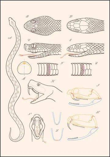 Serpent - Anatomie