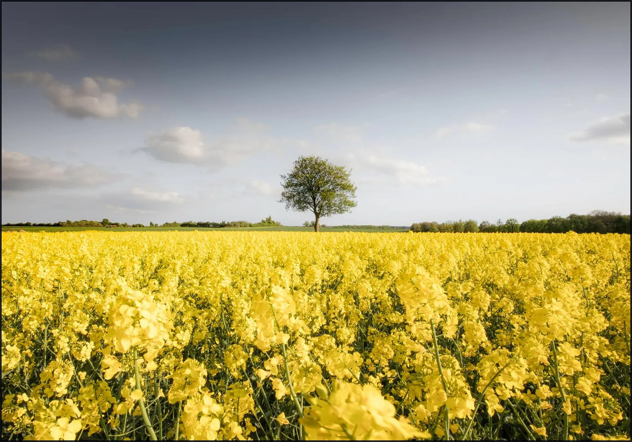 Golden Field Morning