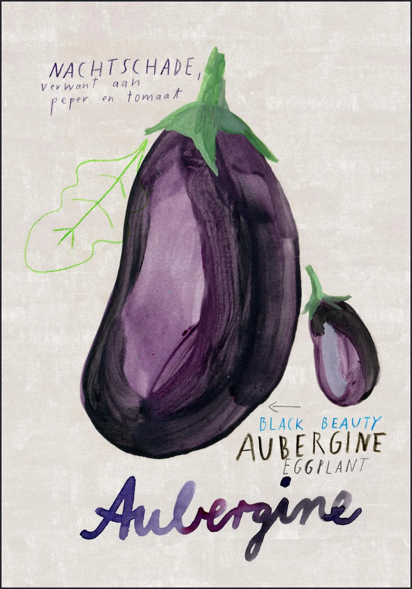 Aubergine NL