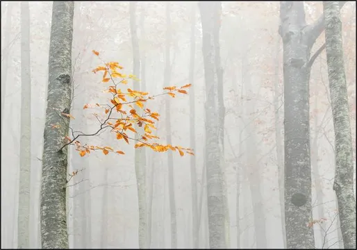 Autumn 2020