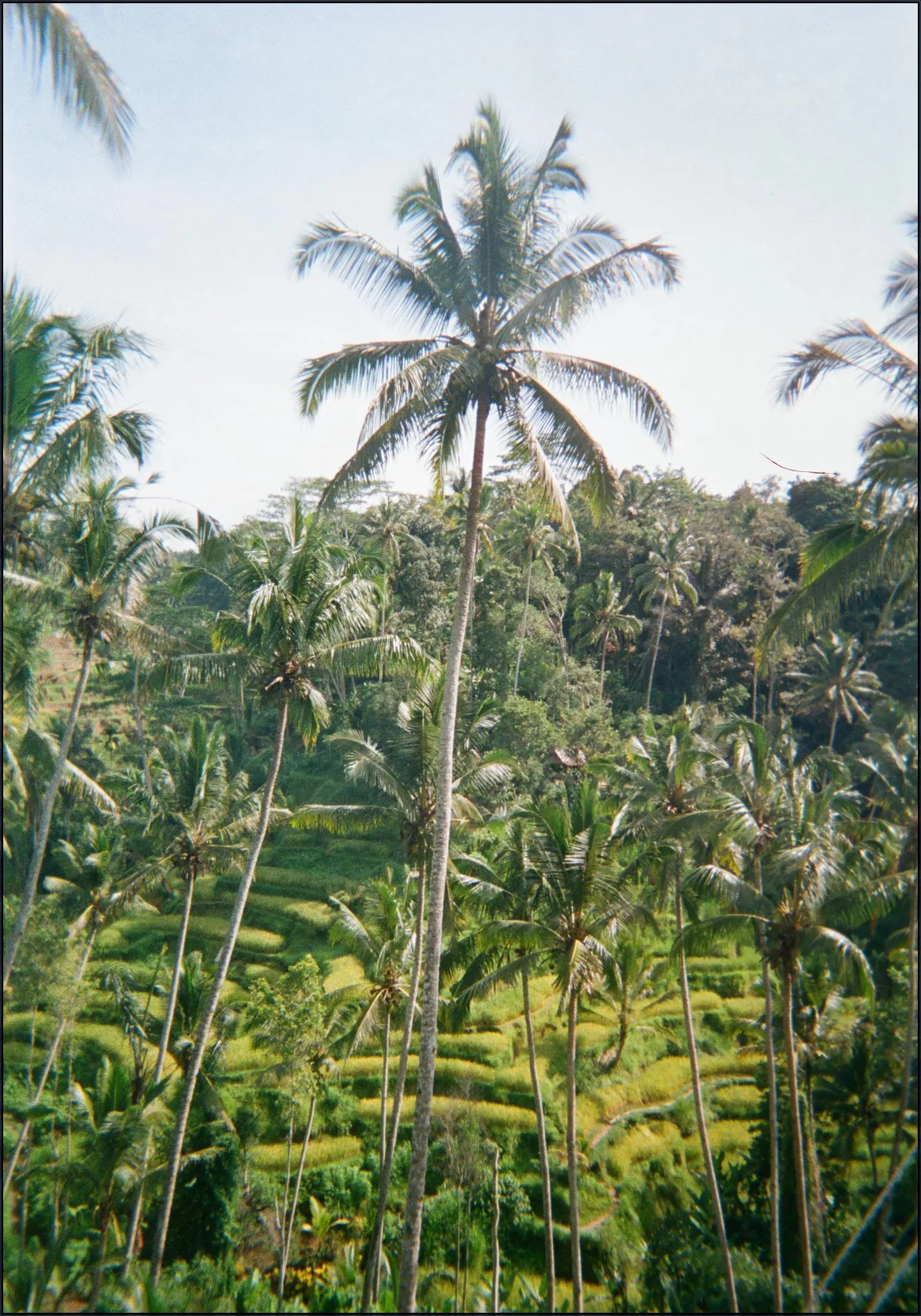 Ubud Ricefield Terrace