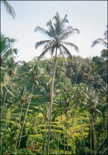 Ubud Ricefield Terrace