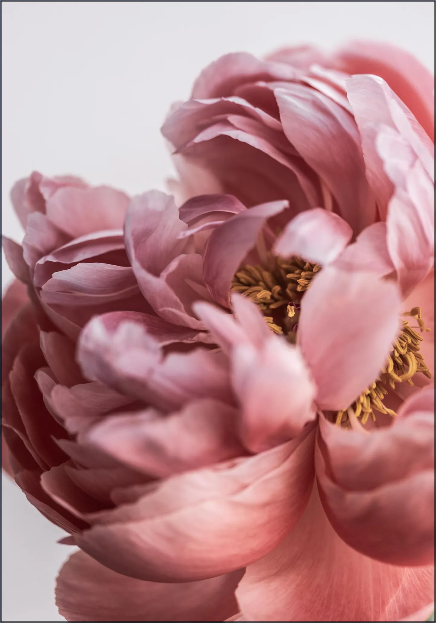 Peony