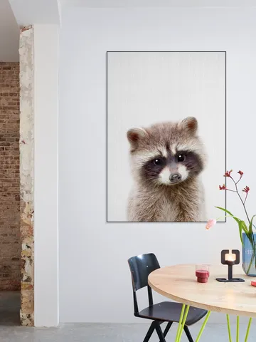 Raccoon