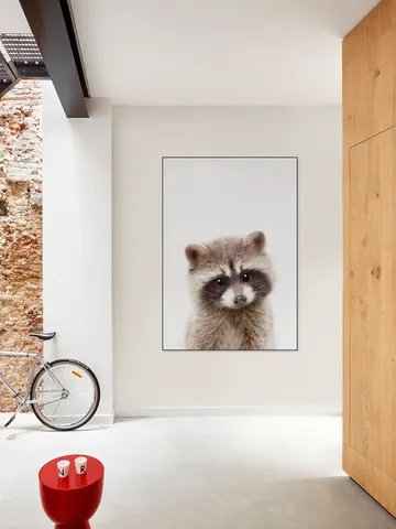 Raccoon