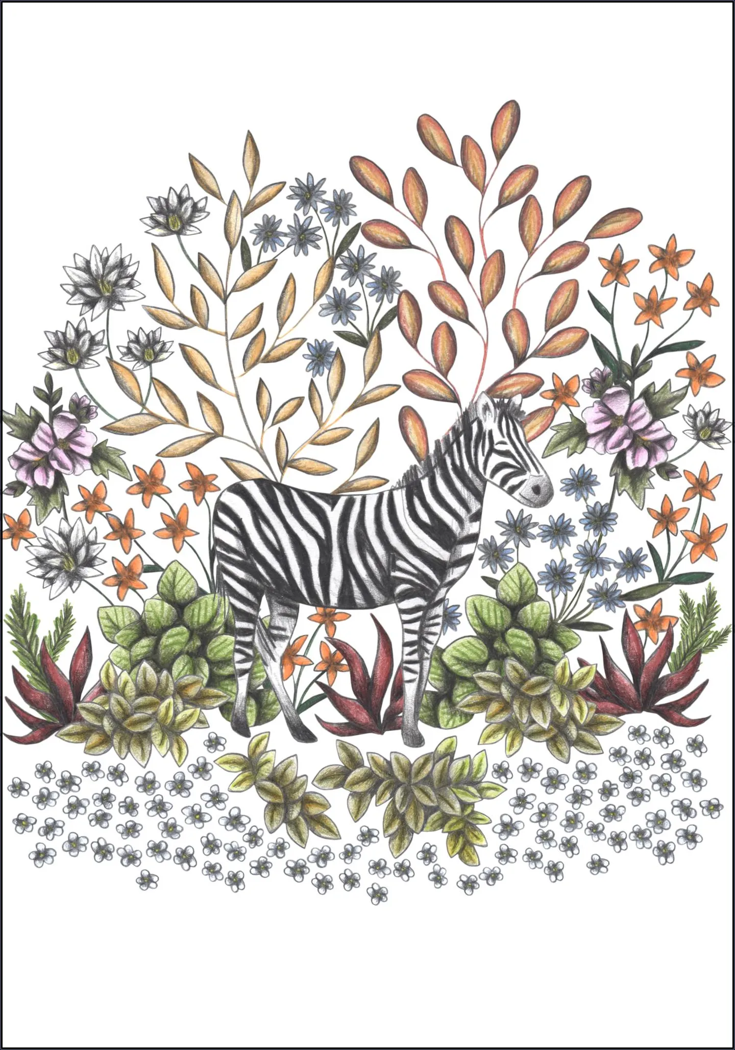 Safari Zebra