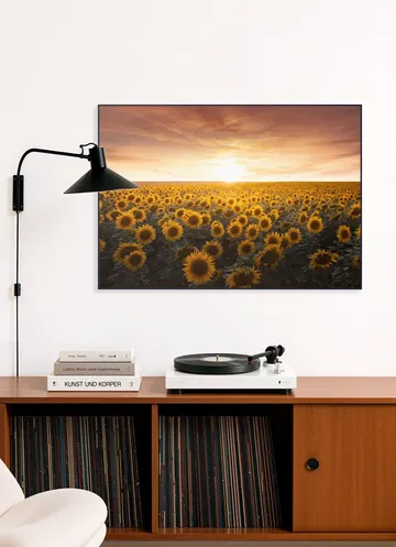 Sunflower Sunrise France 